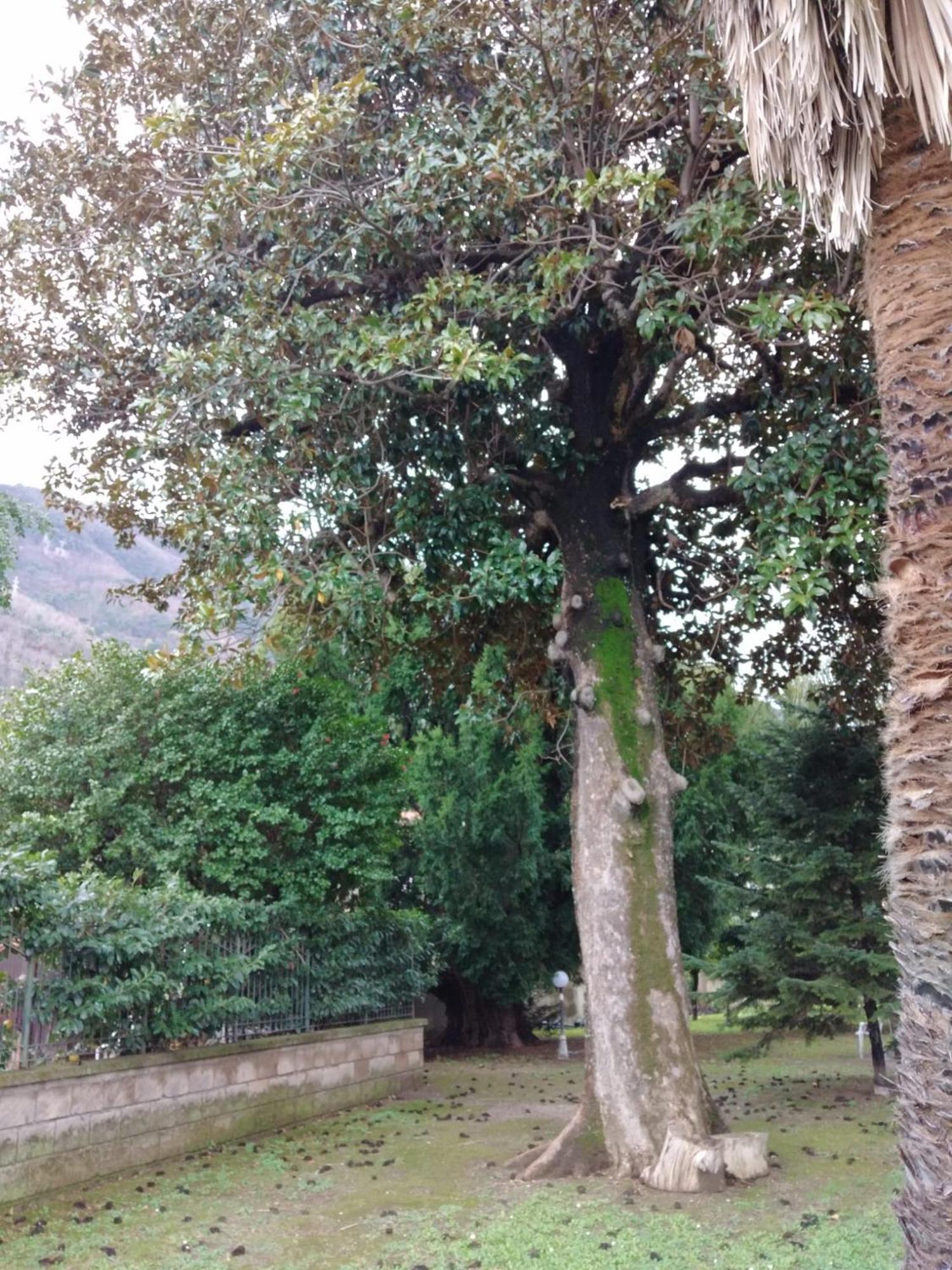 Villa Pellicano -Il Nido Castellammare di Stabia Zewnętrze zdjęcie